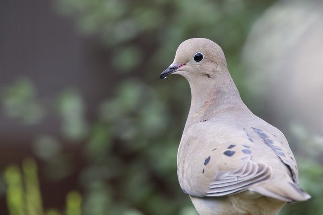 Mourning Dove Portrait in Soft Natural Light