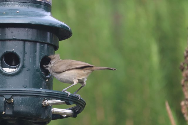 Reed Bunting Perched on Garden Bird Feeder