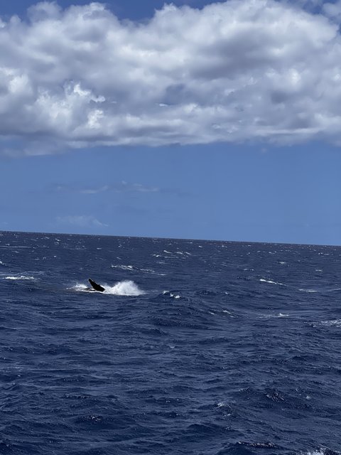 Majestic Humpback Whale Breaching in the North Pacific Ocean