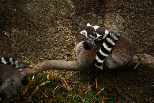 Lemur Love - A Snuggled Moment