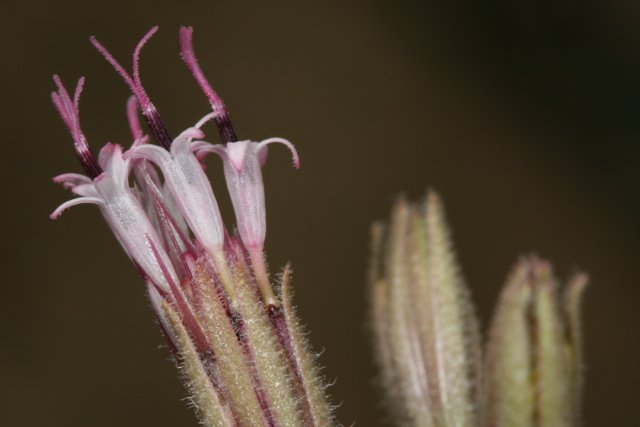 Delicate Acanthaceae Flower in the Desert