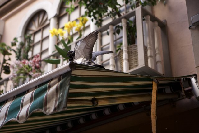 Balcony Pigeon