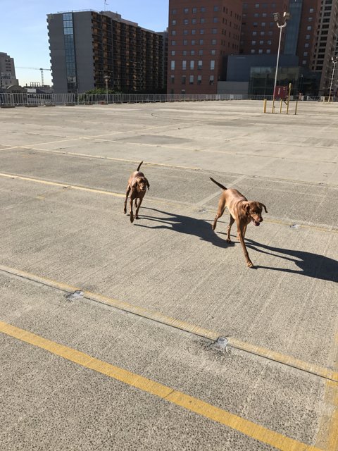 Two Canine Companions on a Sunny Day Out