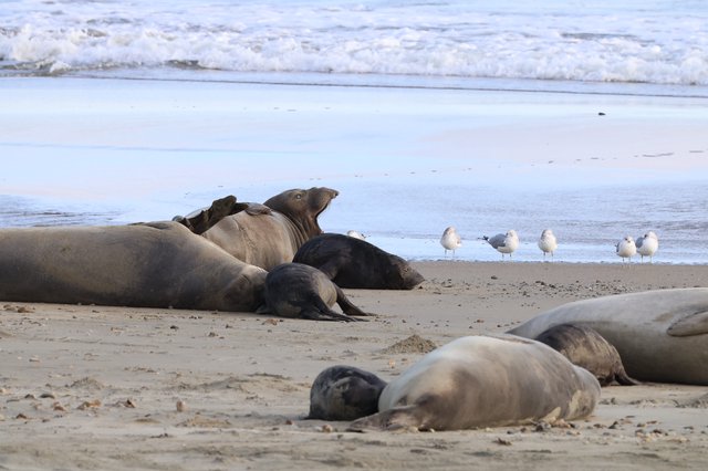 Elephant Seals Resting on Drakes Beach Shore