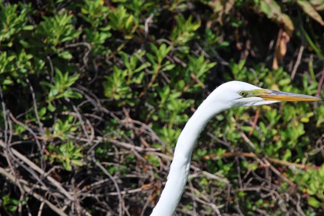 Great Egret Portrait in Wetland Vegetation