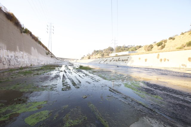 Algae Bloom in the LA River