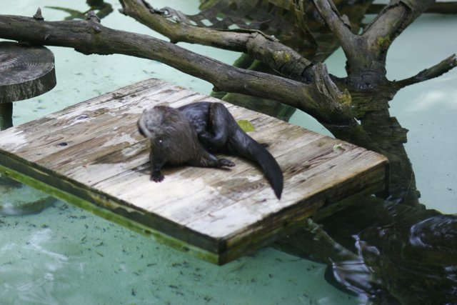 Otter at the Waterfront Aquarium