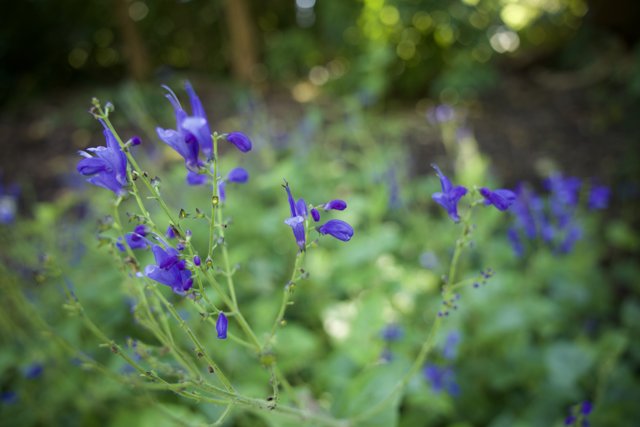 Iridescent Iris - An Exquisite Gathering of Blue Blooms