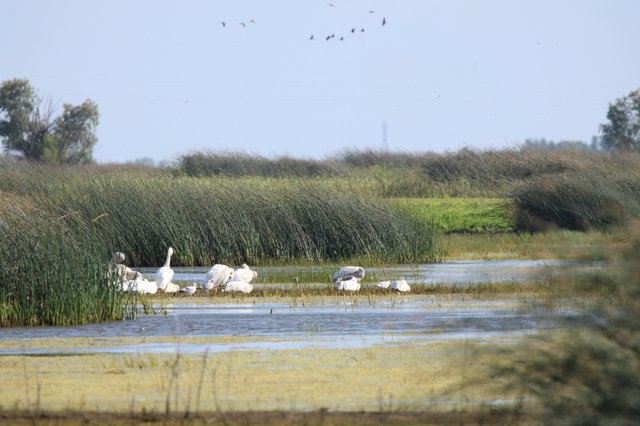 White Wading Birds Foraging in Wetland Marsh