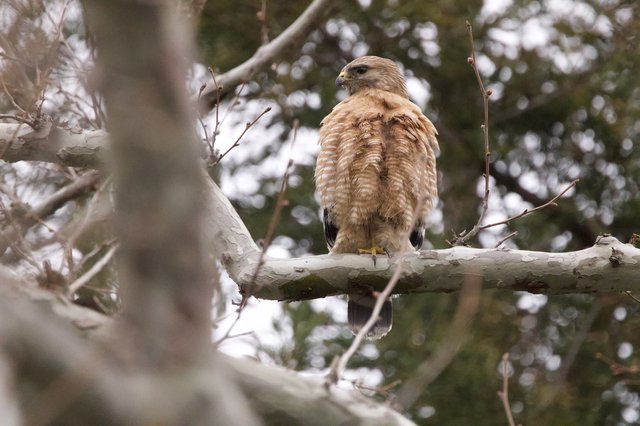 Red-Shouldered Hawk Perched in Bare Winter Branches
