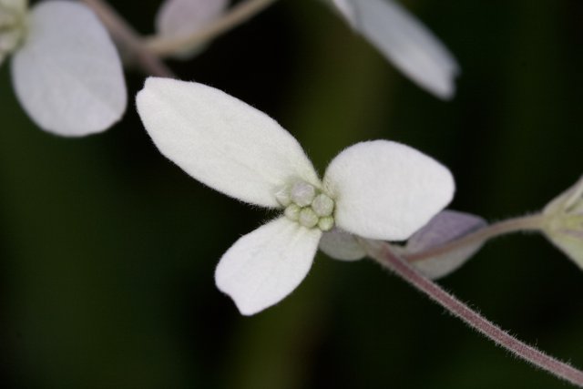 Delicate Geranium Flower