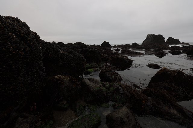 Dark Mussel-Covered Rocks at Low Tide Pools