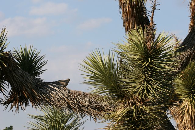 Feathered Friend on a Palm Tree Branch