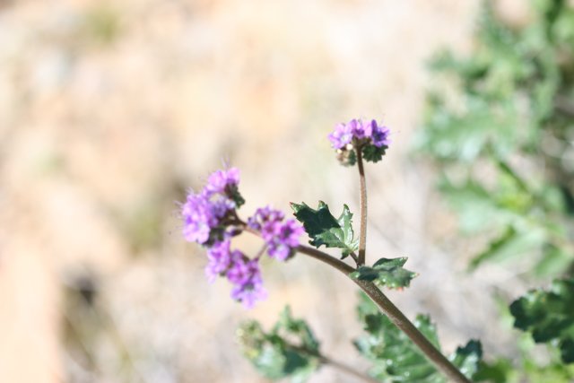 Petite Purple Geranium