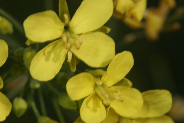 Vibrant Yellow Geraniums