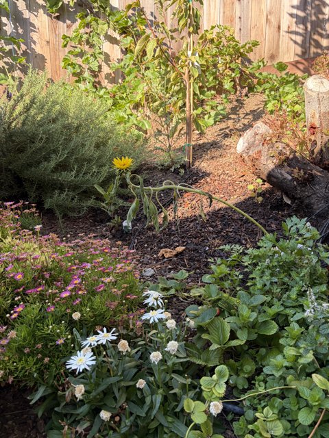 September Serenity in Bloom