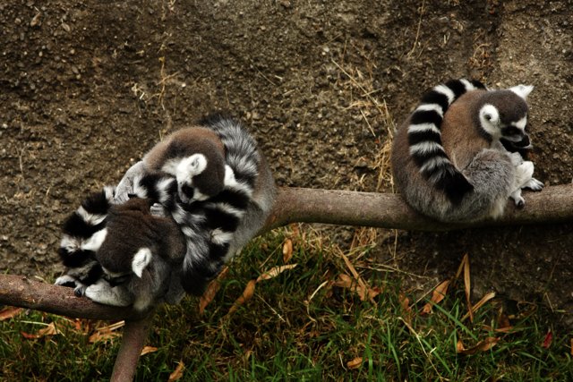 Trio of Lemurs in Leisure