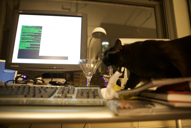 Busy Cat at the Computer Desk