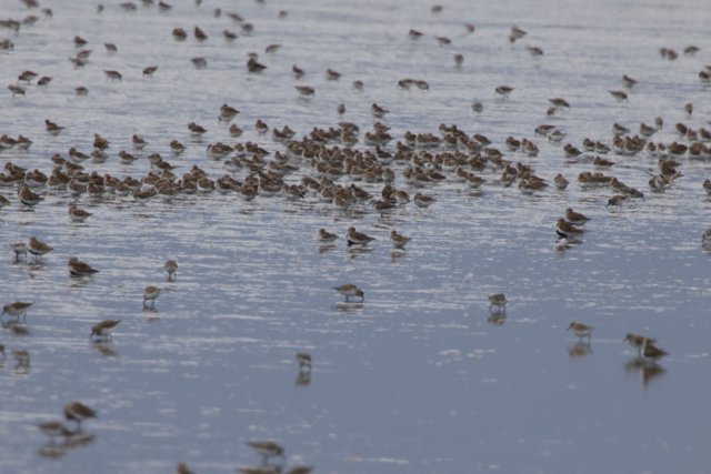 Serenity in Flight: A Gathering at San Pablo Bay