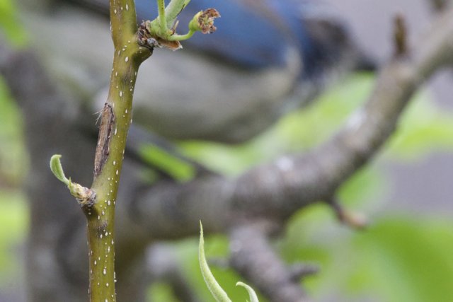 Spring's Whisper
