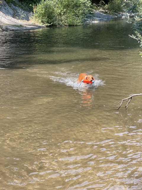 A Four-Legged Swimmer Enjoying the River