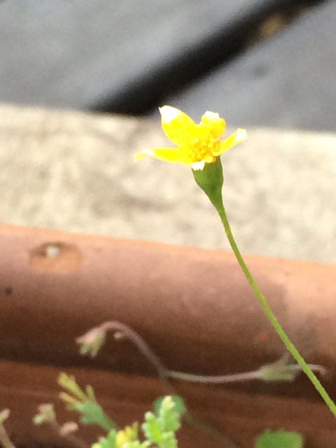 Tiny Daffodil Blossoming in Altadena