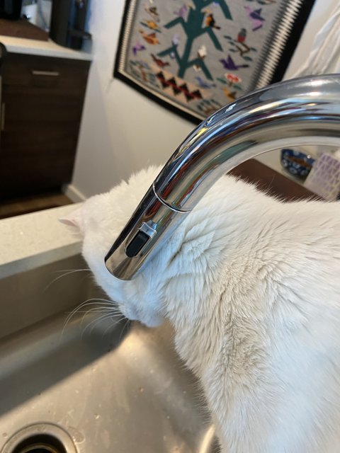 The Faucet Connoisseur