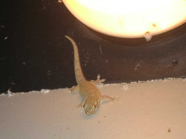 Gecko on the Wall