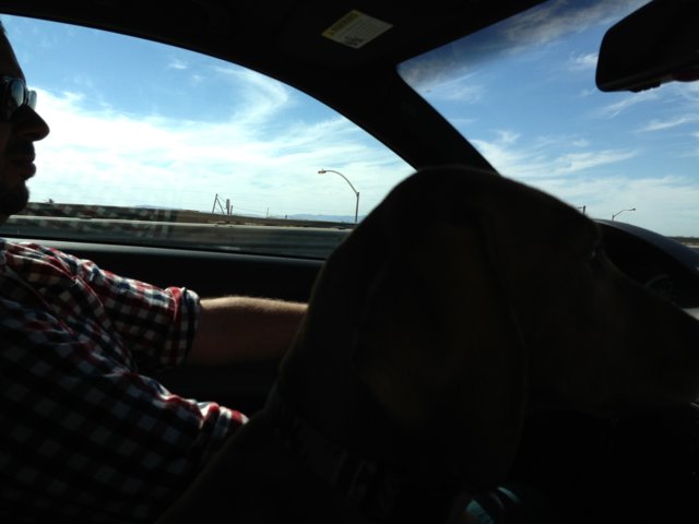 Cruising with My Pooch