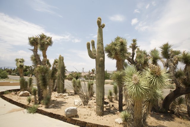 Serene Cactus Scenery
