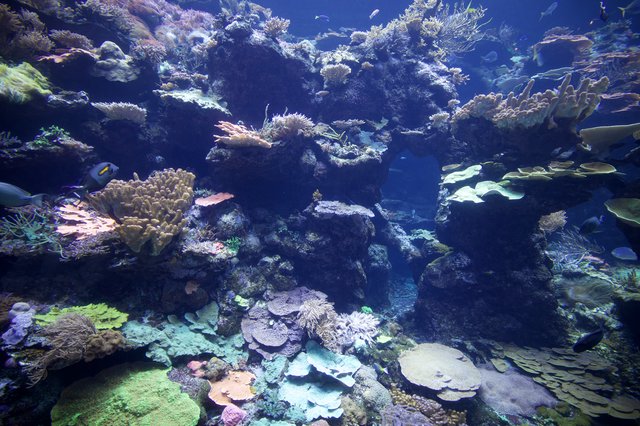 Vibrant Coral Reef Ecosystem with Tropical Fish