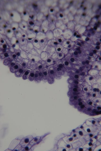 Porous Cell