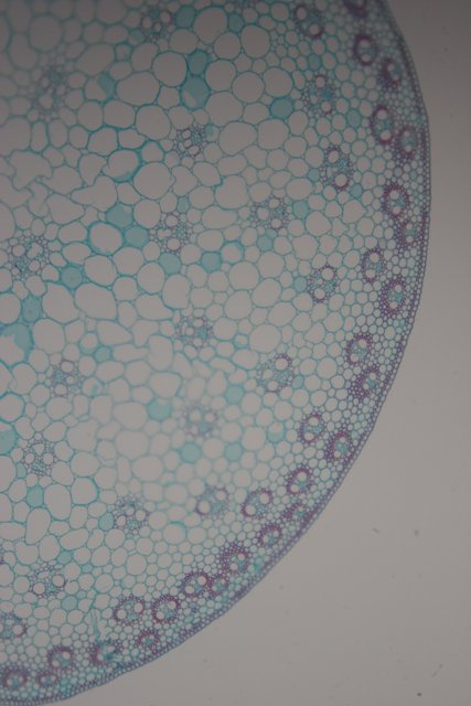 The Beauty in Cell Structure