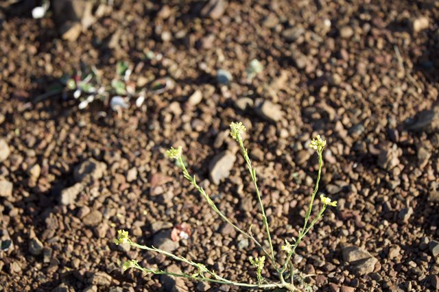 Desert Wildflower Survives in Rocky Volcanic Gravel