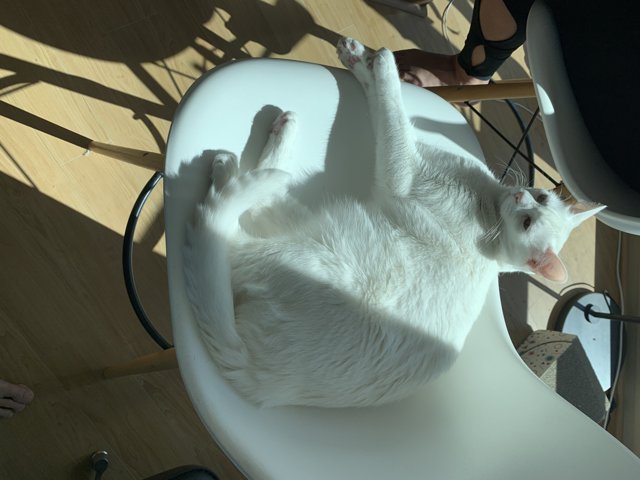 White Cat Enjoying the Hardwood Chair