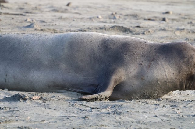 Elephant Seal Resting on Sandy Beach at Drakes Beach