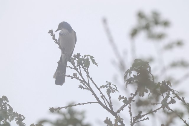Western Scrub-Jay Perched in Foggy Morning Light