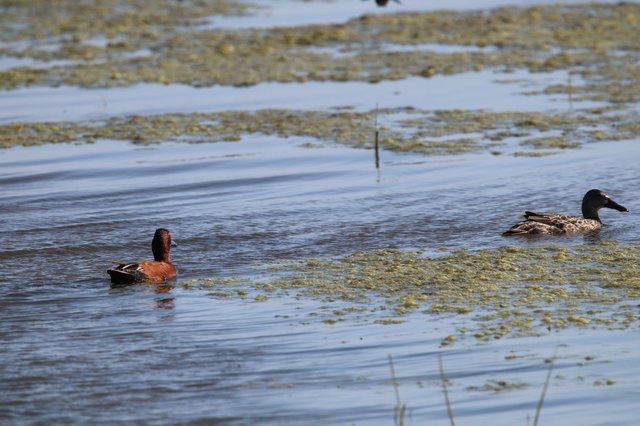 Cinnamon Teal Pair Swimming Among Wetland Vegetation