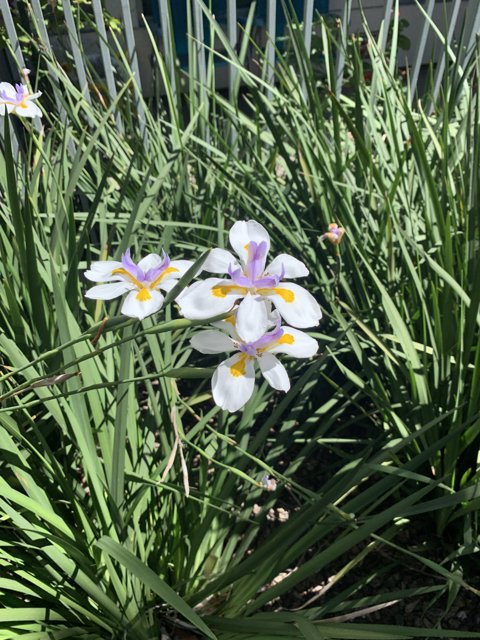 Serene Daffodil in the Grass