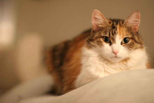 Calico Cat on a Cozy Bed