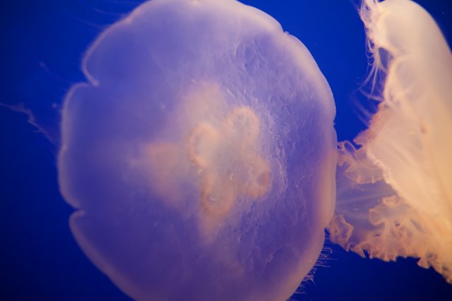 Mesmerizing Dance of Jellyfish at Monterey Bay Aquarium