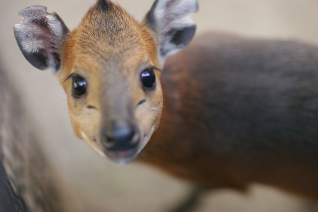 Big Ears of a Deer