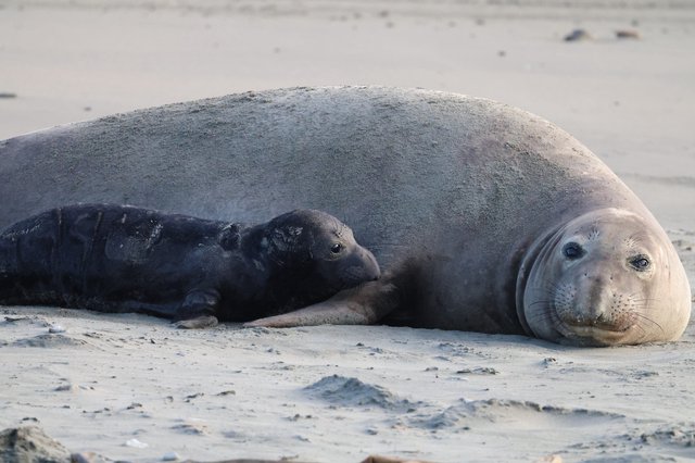 Mother and Pup Elephant Seals Resting on Sandy Beach