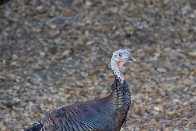 Majestic Wild Turkey of Carmel Valley