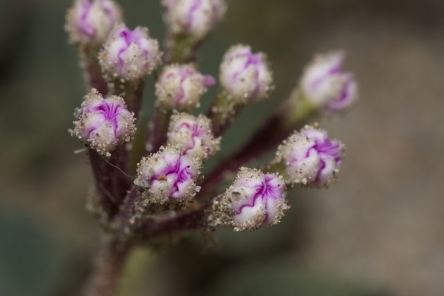 Close-Up of a Purple Geranium Blossom with Small White Flowers