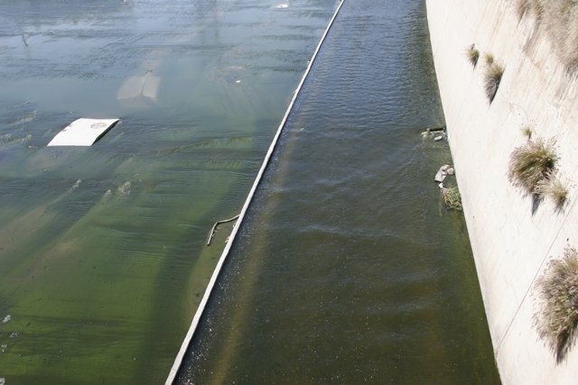 Algae Infused Waters