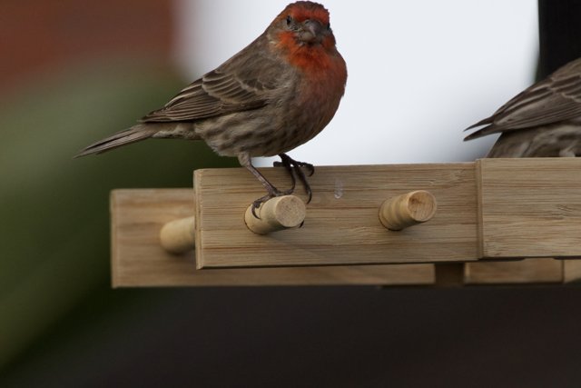 Feathered Visitors on a Wooden Perch