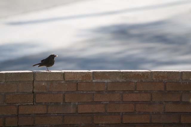 Perched on Brick