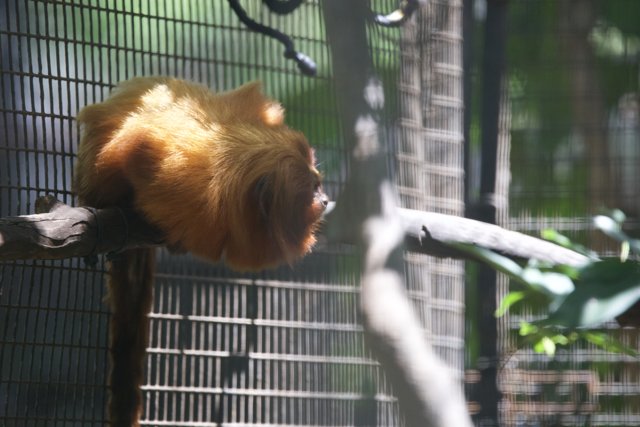 Golden Moments: A Glimpse of a Golden Lion Tamarin at Honolulu Zoo