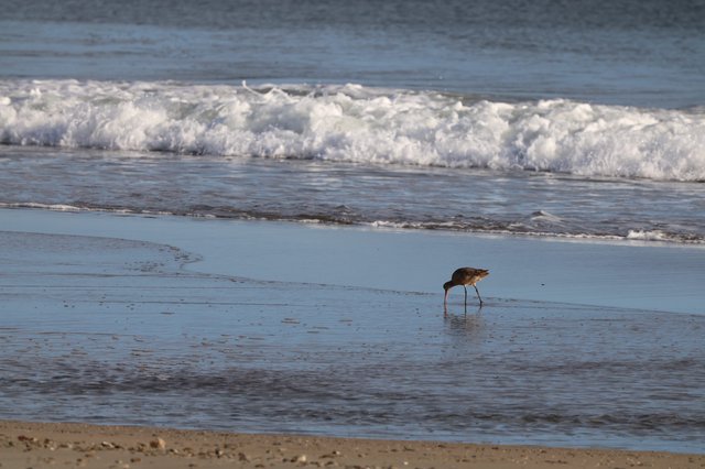 Shorebird Foraging in Coastal Waves at Drakes Beach